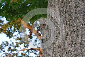 Eastern gray squirrel climbing the tree.
