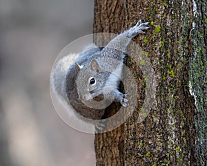 Eastern Gray Squirrel climbing a tree