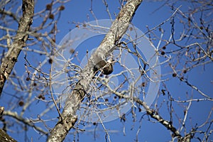 Eastern Gray Squirrel Climbing a Tree