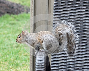 Eastern Gray Squirrel With Damaged Ear on Chaise Arm