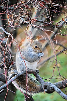 Oriental gris ardilla comer 