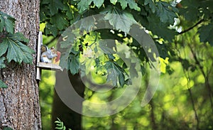 Eastern Gray Squirrel Eating Corn