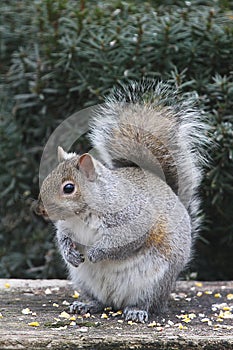 Eastern Gray Squirrel Eating Cracked Corn 3 - Sciurus carolinensis
