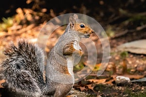 Eastern gray squirrel eating a nut, alertly standing on two legs. photo