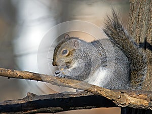 Eastern Gray Squirrel Eating Peanut