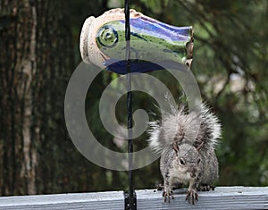 Eastern Gray squirrel eats nuts and seeds from  a bird feeder.