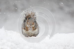 Eastern Gray Squirrel Finding Food on a Snowy Day in Winter