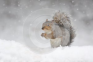 Oriental gris ardilla hallazgo comida sobre el nevado en el invierno 