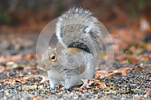 Eastern Gray Squirrel foraging for food.