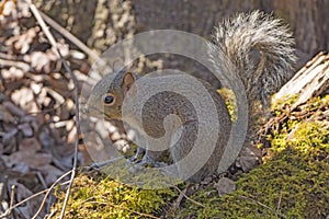 Eastern Gray Squirrel in the Forest