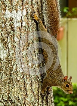 Eastern Gray Squirrel going down tree trunk Deland Florida