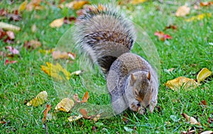 Eastern gray squirrel in the grass with foliage in the fall