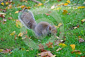 Eastern gray squirrel in the grass with foliage in the fall