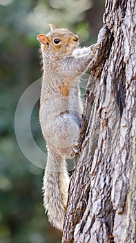 Eastern Gray Squirrel Hanging Onto Tree