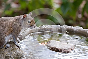 Eastern Gray Squirrel has a drink from birdbath