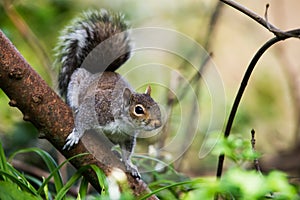 Mammals - Eastern Gray Squirrel, Gray Squirrel,  Sciurus carolinensis