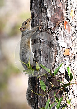 Eastern Gray Squirrel hugging a tree at Laura S Walker State Park, Georgia USA