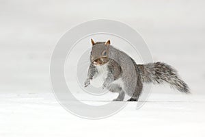 Eastern Gray Squirrel jumping on a Snowy Day in Winter