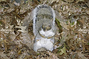 Eastern Gray Squirrel Leaves