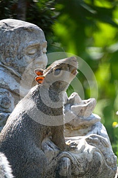 Eastern Gray Squirrel Looking Up Nose in the Air - Sciurus carolinensis