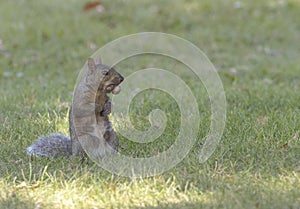 Eastern gray squirrel with mouth full of acorns