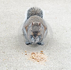 Eastern Gray Squirrel Nibbling on Walnuts