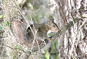 Eastern Gray Squirrel in the Okefenokee Swamp, Georgia