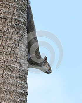Eastern gray squirrel on a palm tree trunk