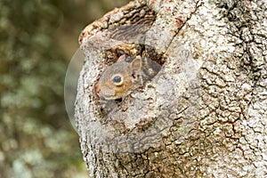 Eastern Gray Squirrel Peeking from Oak Tree Hollow II