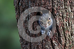 Eastern Gray Squirrel Peeking Out of a Tree Hole