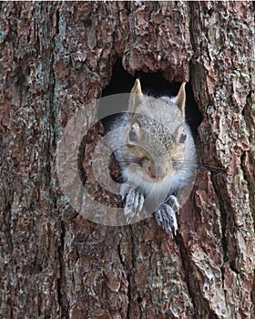 Eastern Gray Squirrel Peeps Out of a Tree Hole