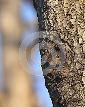 Eastern gray squirrel peering from tree cavity