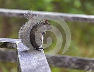 Eastern gray squirrel perched on the top rail of the boardwalk in the Corkscrew Swamp Sanctuary near Naples, Florida.a