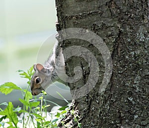 Eastern Gray Squirrel Poking its Head From the Side of a Tree