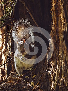 Eastern gray squirrel ratting a nut in the hole of a tree, with sun background it's fur. photo