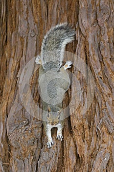 Eastern Gray Squirrel on Redwood Tree Trunk