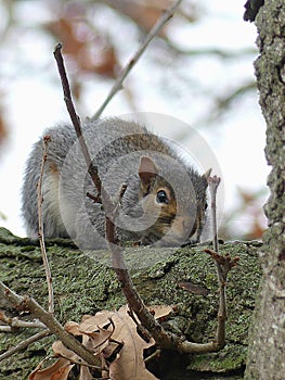 Eastern Gray Squirrel resting on a moss covered branch in a tree