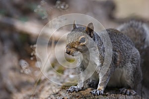Eastern Gray Squirrel (Sciurus carolinensis)