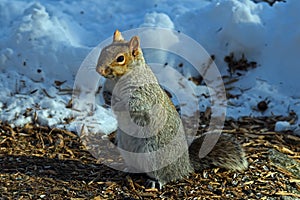 Eastern gray squirrel or Sciurus carolinensis