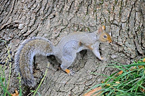 Eastern Gray Squirrel (Sciurus carolinensis
