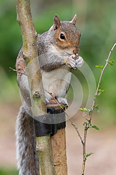 Eastern gray squirrel sciurus carolinensis