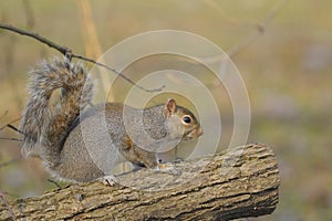 Eastern gray squirrel, sciurus carolinensis