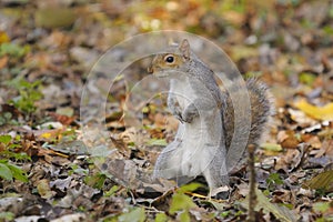 Eastern gray squirrel, sciurus carolinensis
