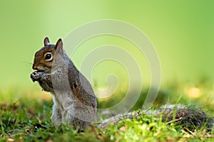 Eastern gray squirrel (Sciurus carolinensis)