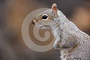 Eastern Gray Squirrel (Sciurus carolinensis)