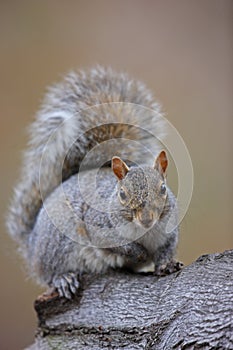 Eastern Gray Squirrel (Sciurus carolinensis)