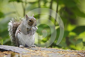 Eastern Gray Squirrel (Sciurus carolinensis)