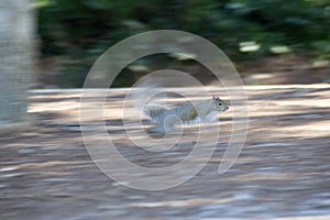 The eastern gray squirrel photo