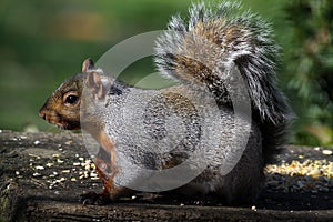 Eastern Gray Squirrel - Sciurus carolinensis photo