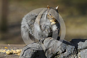 Look! No hands! Eastern Gray Squirrel - Sciurus carolinensis photo